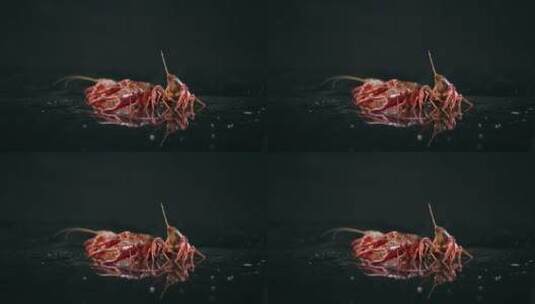 小龙虾 泼水 4.5k mov 120fps高清在线视频素材下载