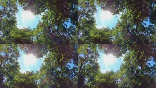 低角度的树在阳光下高清在线视频素材下载