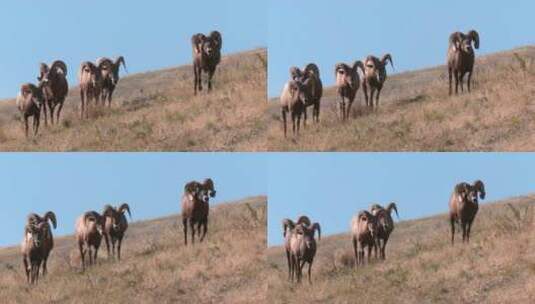 草原上的大角羊高清在线视频素材下载