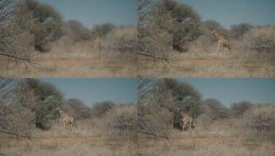 长颈鹿在散步高清在线视频素材下载