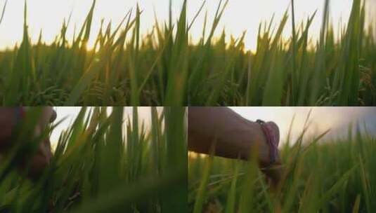 一只手拂过草地的特写高清在线视频素材下载