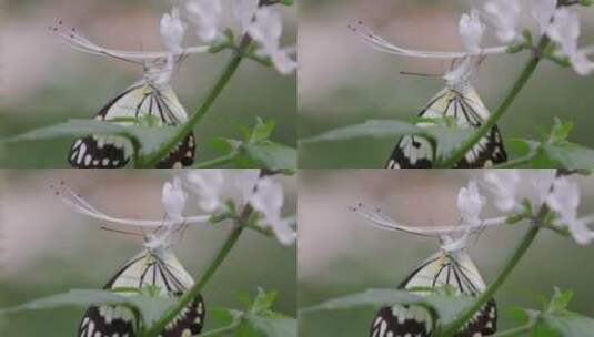 花朵上的蝴蝶高清在线视频素材下载