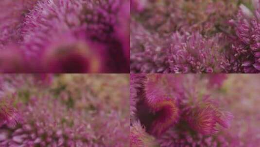微距拍摄粉紫色花开花高清在线视频素材下载