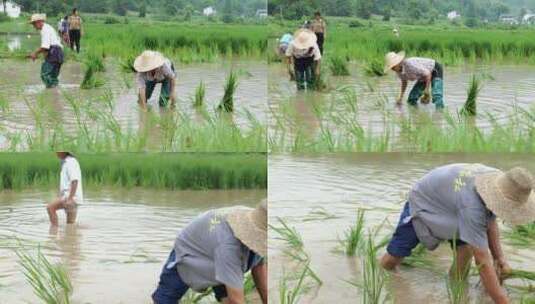 水稻栽秧-插秧-农业生产-春耕高清在线视频素材下载