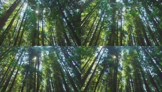 绿色森林-树林苍天大树有氧运动高清在线视频素材下载