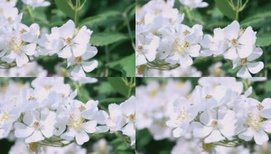 盛开的白色蔷薇花上采蜜的蜜蜂高清在线视频素材下载