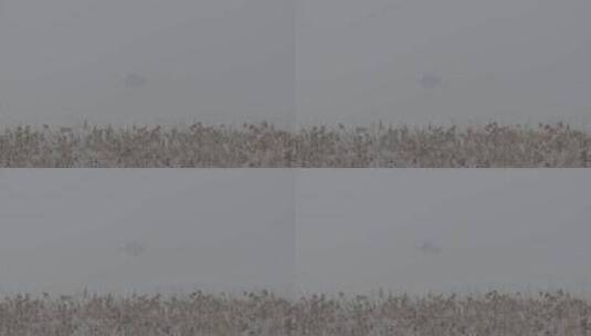 冬季荷塘空镜头LOG高清在线视频素材下载