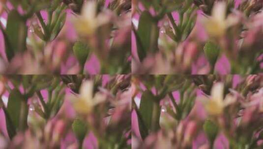 粉红色背景上的花朵专注于它的细节_高清在线视频素材下载