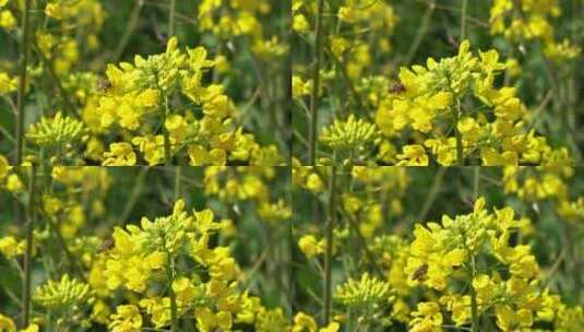 油菜花 蜜蜂采蜜 唯美油菜花高清在线视频素材下载