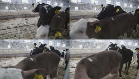 养殖场里的小牛犊子高清在线视频素材下载