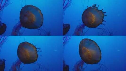 特写深海神秘巨型水母海蜇高清在线视频素材下载