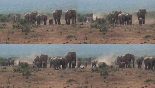 一群行走在稀树大草原上的非洲象高清在线视频素材下载