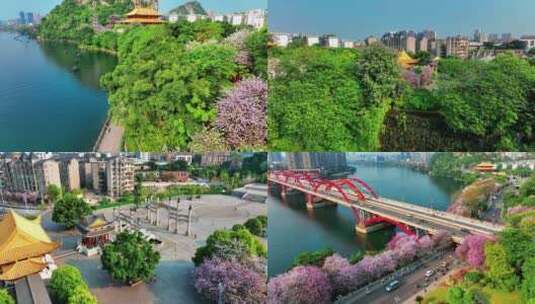 广西柳州紫荆花4月风光2022年最新航拍高清在线视频素材下载