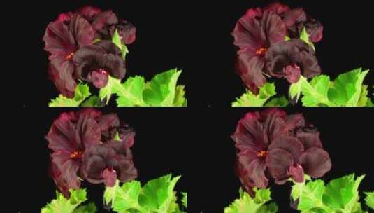 黑天竺葵开花高清在线视频素材下载