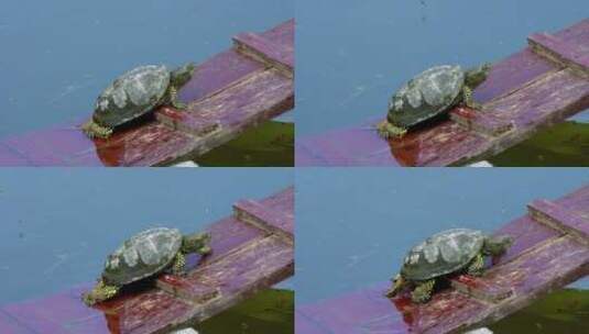 小乌龟在木板上慢慢爬高清在线视频素材下载