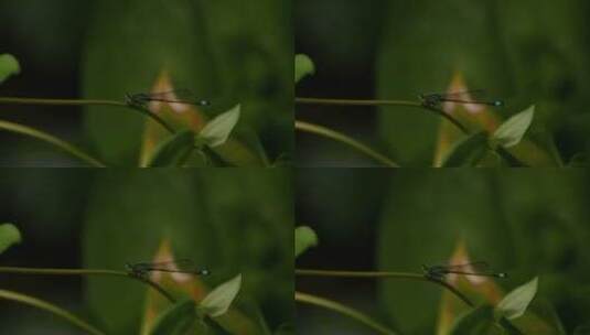 野外小蜻蜓展示高清在线视频素材下载
