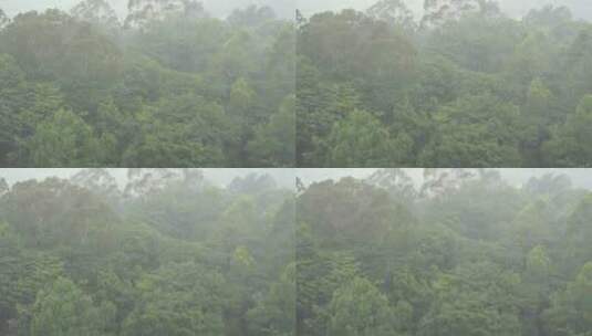 树林狂风暴雨风吹打树木森林下雨天高清在线视频素材下载