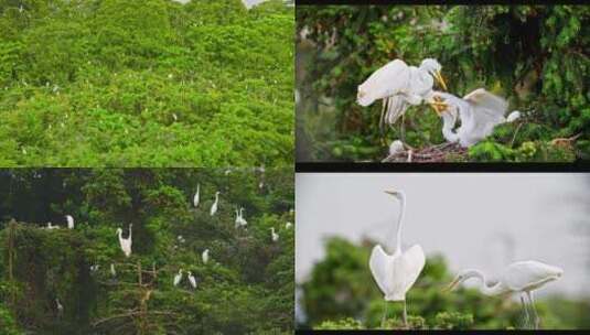 鄱阳湖候鸟和朝霞晚霞高清在线视频素材下载