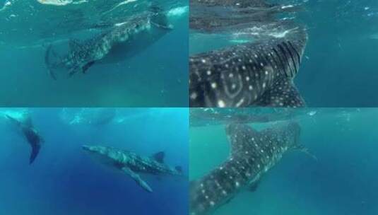 浮浅水下拍摄鲸鱼鲸鲨高清在线视频素材下载