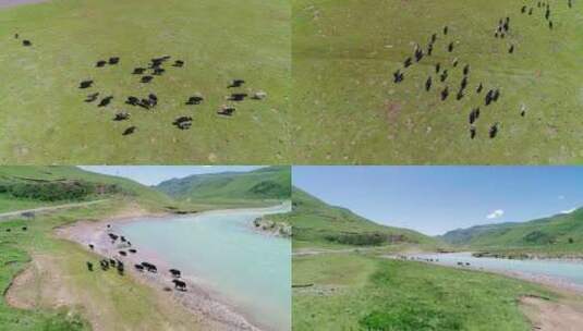航拍高原河边草地上的牦牛群高清在线视频素材下载