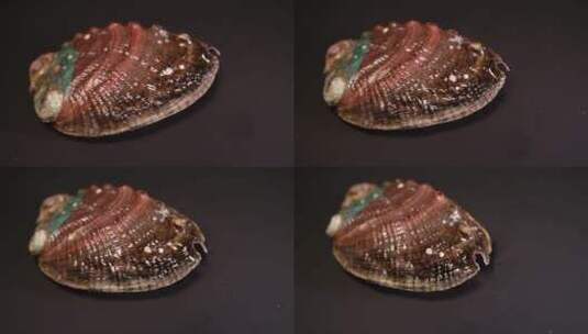 生鲜鲍鱼壳甲壳贝类高清在线视频素材下载