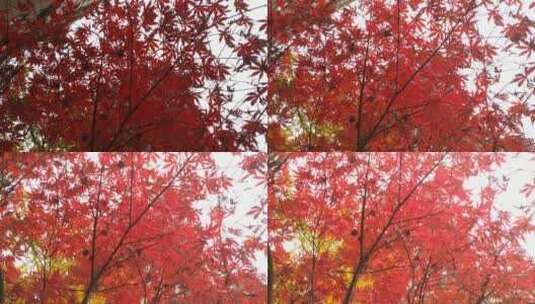 金秋树叶秋天红色的枫叶鸡爪槭高清在线视频素材下载