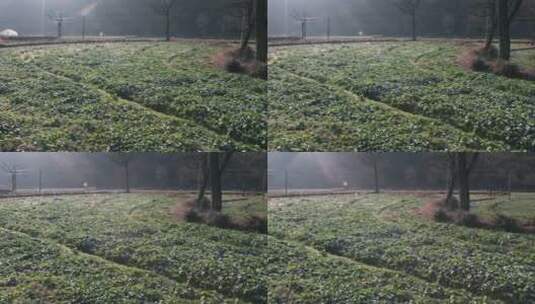 蔬菜种植基地视频高清在线视频素材下载