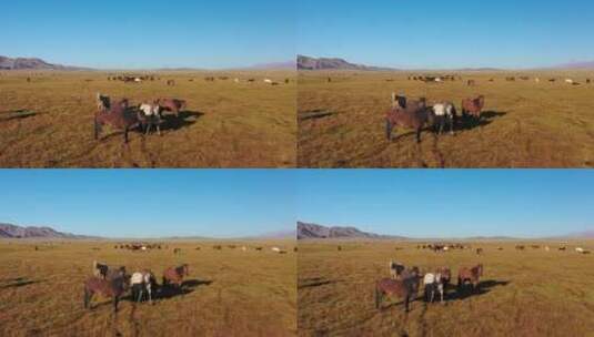 原创 新疆巴音布鲁克草原牧场农场自然风光高清在线视频素材下载