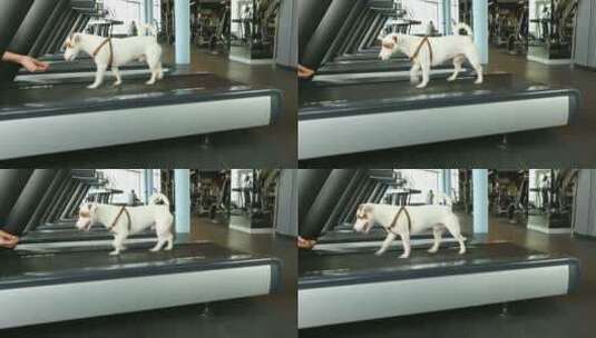小狗在跑步机上运动高清在线视频素材下载