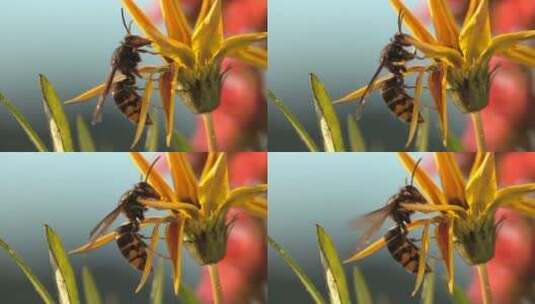 蜜蜂在黄色的花朵上采蜜4K高清在线视频素材下载