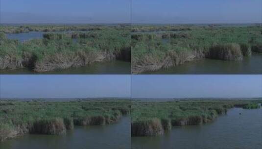 宁夏 俯拍沙湖芦苇荡 摇 广景高清在线视频素材下载
