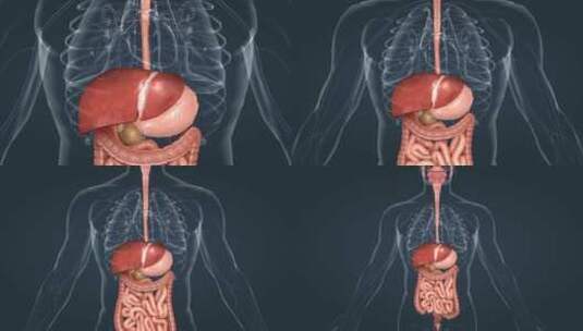 分泌消化系统肝脏肝胆肠胃食管3D三维动画高清在线视频素材下载