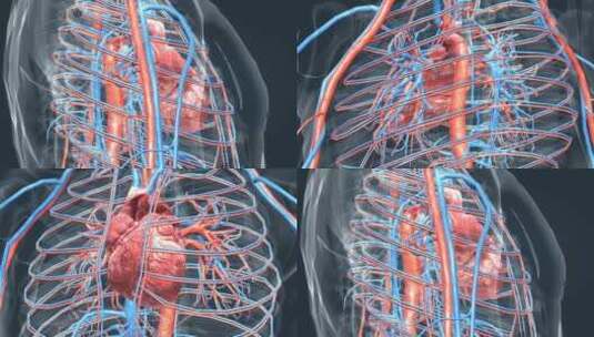 3D人体器官心脏医学动画高清在线视频素材下载