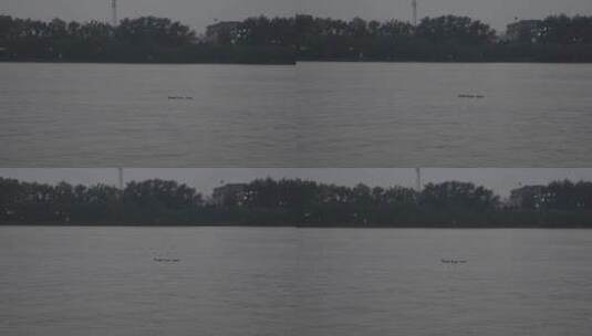 【4K.10bit.60帧】鸭子在湖水游过高清在线视频素材下载