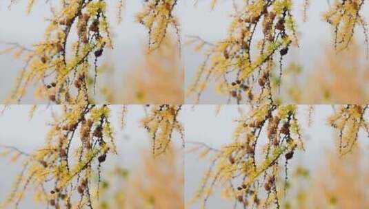 深秋 微风中的落叶松 松果 松枝 特写高清在线视频素材下载