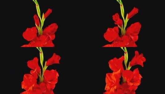 红花开放高清在线视频素材下载