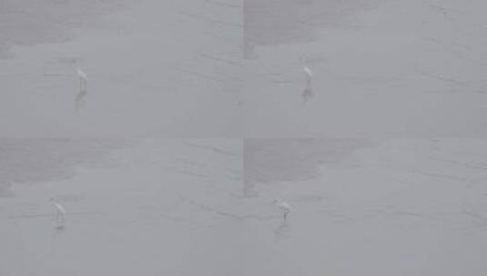白鹭 自然 鸟类 钱塘江 生态 动物高清在线视频素材下载