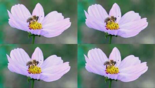 蜜蜂在紫色花朵上的特写镜头高清在线视频素材下载