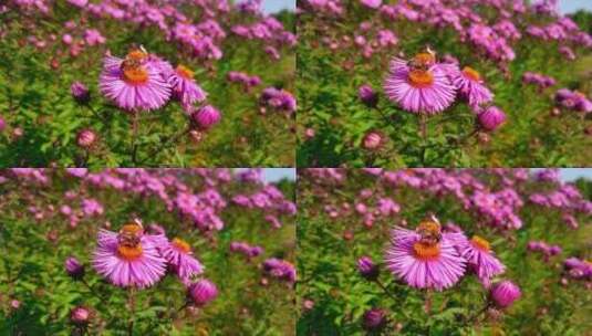 一只蜜蜂在花园里的一朵花上采蜜高清在线视频素材下载