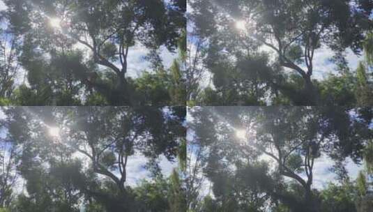 阳光透过树枝高清在线视频素材下载