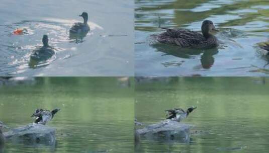 鸳鸯 水中游泳 特写合集高清在线视频素材下载