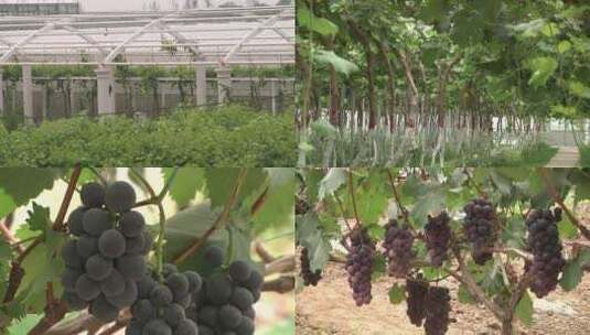 葡萄 葡萄种植 葡萄栽培合集高清在线视频素材下载