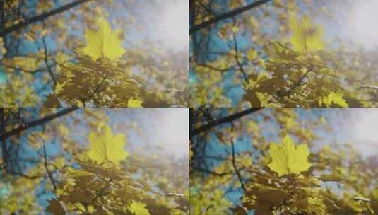 阳光下黄色的枫叶高清在线视频素材下载