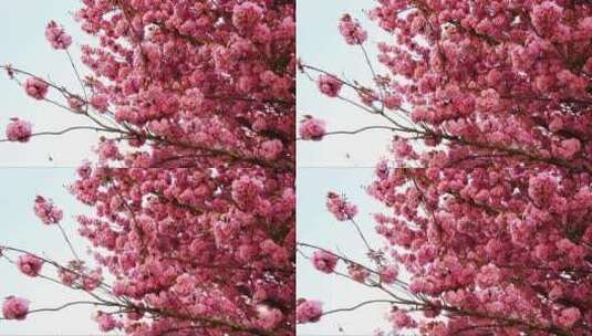 在风中摇摆的樱花树高清在线视频素材下载