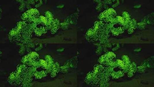 绿色的珊瑚景观高清在线视频素材下载