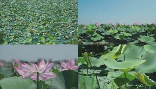 荷叶荷花莲花高清在线视频素材下载