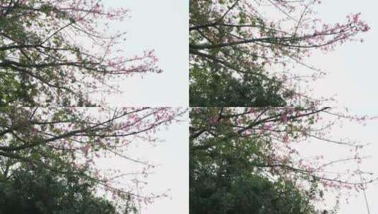 异木棉花树高清在线视频素材下载