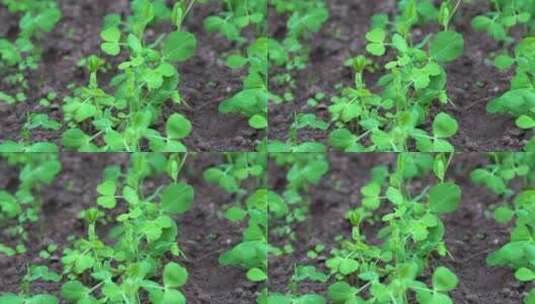 4K微风与细雨中茁壮生长的豌豆秧苗高清在线视频素材下载