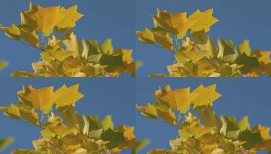 秋季随风摇曳的梧桐树叶特写高清在线视频素材下载