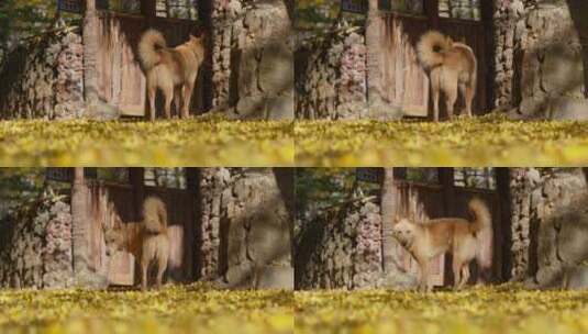 大黄狗在落满银杏叶的巷子里玩耍高清在线视频素材下载